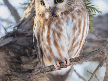 profile dans le décor