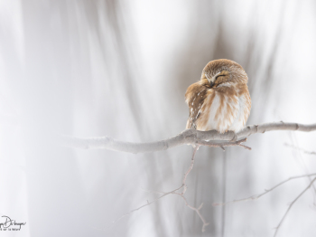 1_5TN6684-Modifier-copie-2