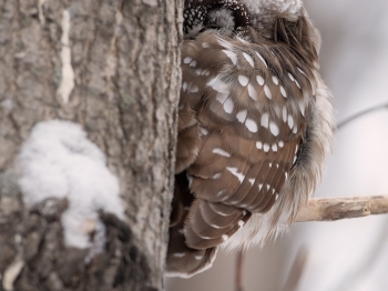 Il fait froid !! Elle se protège