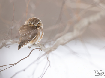 5TN6525-Modifier-copie-2