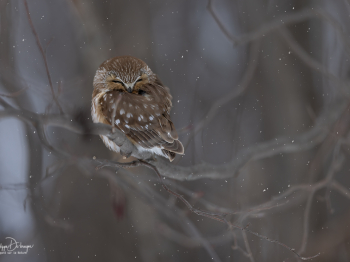 5TN7137-Modifier-copie-2