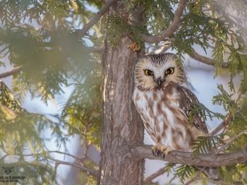Bien dans son cèdre
