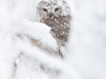 Petite-Nyctale_02I1274