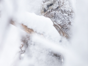 Petite-Nyctale_02I1399-