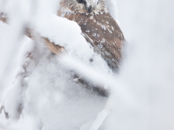 Petite-Nyctale_02I1460