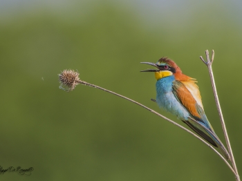 Guêpier d'Europe (21)