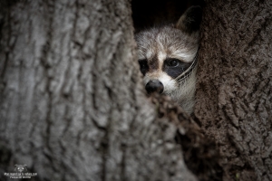Le bandit