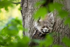 Sieste acrobatique
