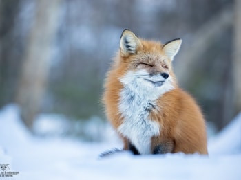 02I9545-Modifier-copie