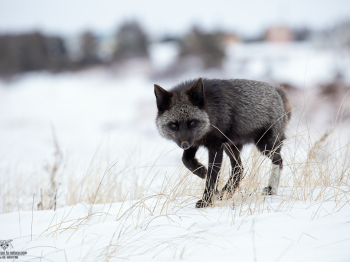 5D4_3708-Modifier-copie