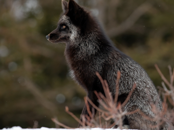 5D4_3816-Modifier-copie