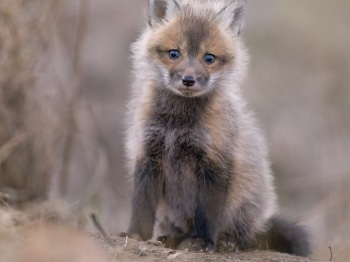 5PL0802-Modifier-copie-2