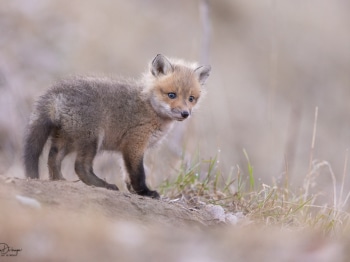 5PL0923-Modifier-copie-2