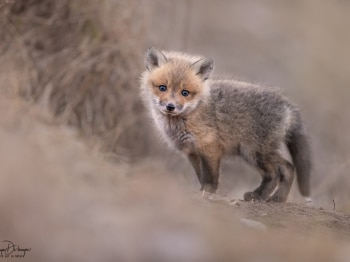 5PL0968-Modifier-Modifier-copie-2