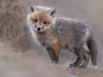 5PL0968-Modifier-copie-2