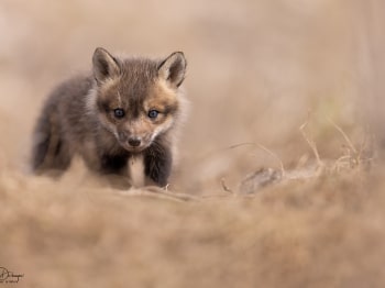 5PL3058-Modifier-copie-2