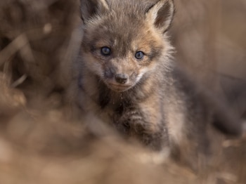 5PL3293-Modifier-copie-2