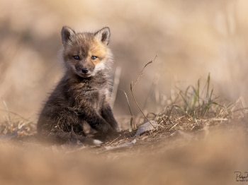 5PL3667-Modifier-copie-2