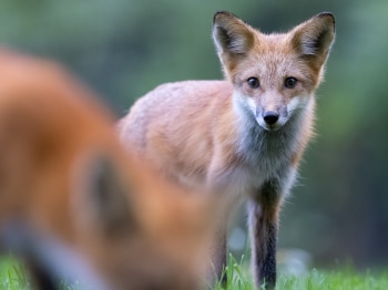 5PL3769-Modifier-copie-2