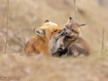 5PL6493-Modifier-copie-2