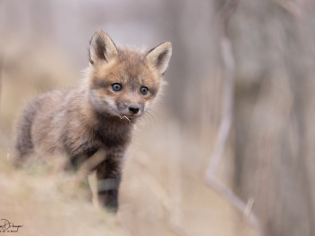 5PL7108-Modifier-copie-2