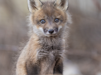 5PL7436-Modifier-copie-2