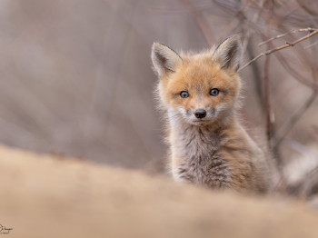 5PL7737-Modifier-copie-2