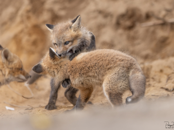 5PL9529-Modifier-copie-2