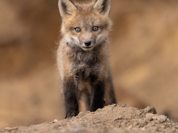 5PL9678-Modifier-copie-2