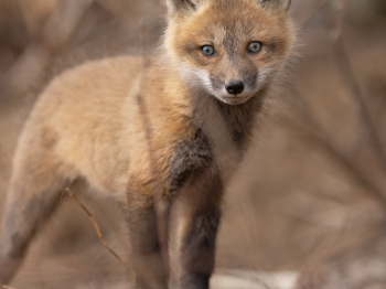 5PL9865-Modifier-copie-2