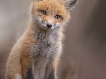 5PM0117-Modifier-copie-2