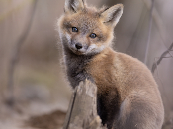 5PM0951-Modifier-copie-2