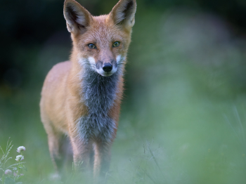 5PM4390-Modifier-copie-2