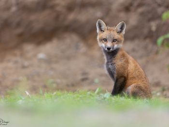 5PM4466-Modifier-copie-2