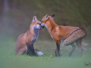 5PM4567-2-Modifier-copie-2