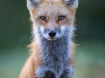 5PM4730-2-Modifier-Modifier-copie-2