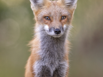 5PM4854-2-Modifier-copie-2