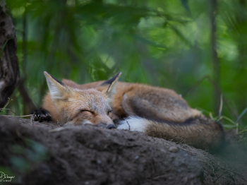 5PM4907-Modifier-copie-2