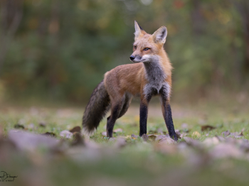 5PM4921-2-Modifier-copie-2