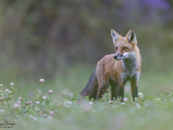 5PM5610-2-Modifier-copie-2