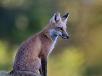 5PM7097-Modifier-copie-2