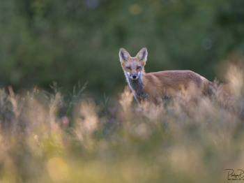 5PM7408-Modifier-copie-2