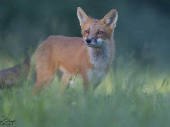 5PM7548-Modifier-copie-2