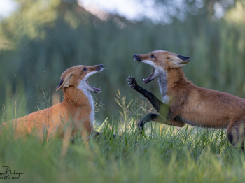 5PM7889-Modifier-copie-2