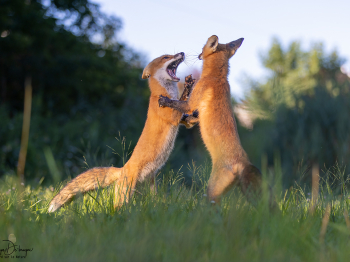 5PM7906-Modifier-copie-2