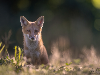 5PM8357-Modifier-copie-2