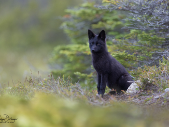 5TN0260-2-Modifier-copie-2