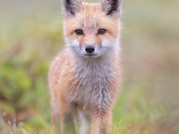 5TN3007-Modifier-copie-2