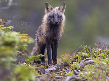 5TN3602-Modifier-copie-2