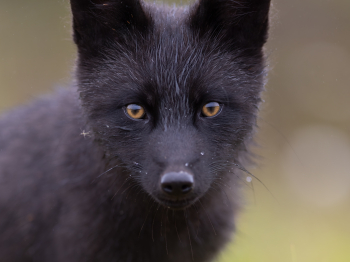 5TN3796-Modifier-2-copie-2